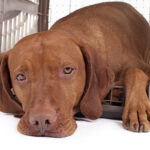 Your Ultimate Expert Guide To Crate Training A Puppy