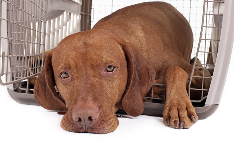 Your Ultimate Expert Guide To Crate Training A Puppy