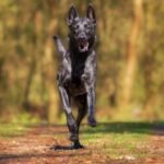 Use A Trainer’s Real Schedule to Exercise Your Dog