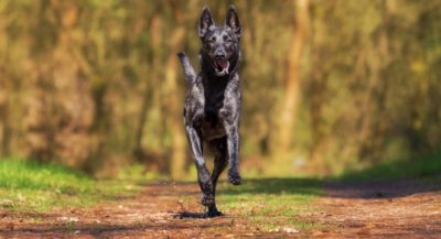 Use A Trainer’s Real Schedule to Exercise Your Dog