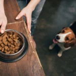 The Right Time To Stop Feeding Puppy Food Isn’t What Most Owners Think