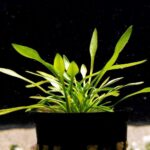 How to Choose Aquarium Plants