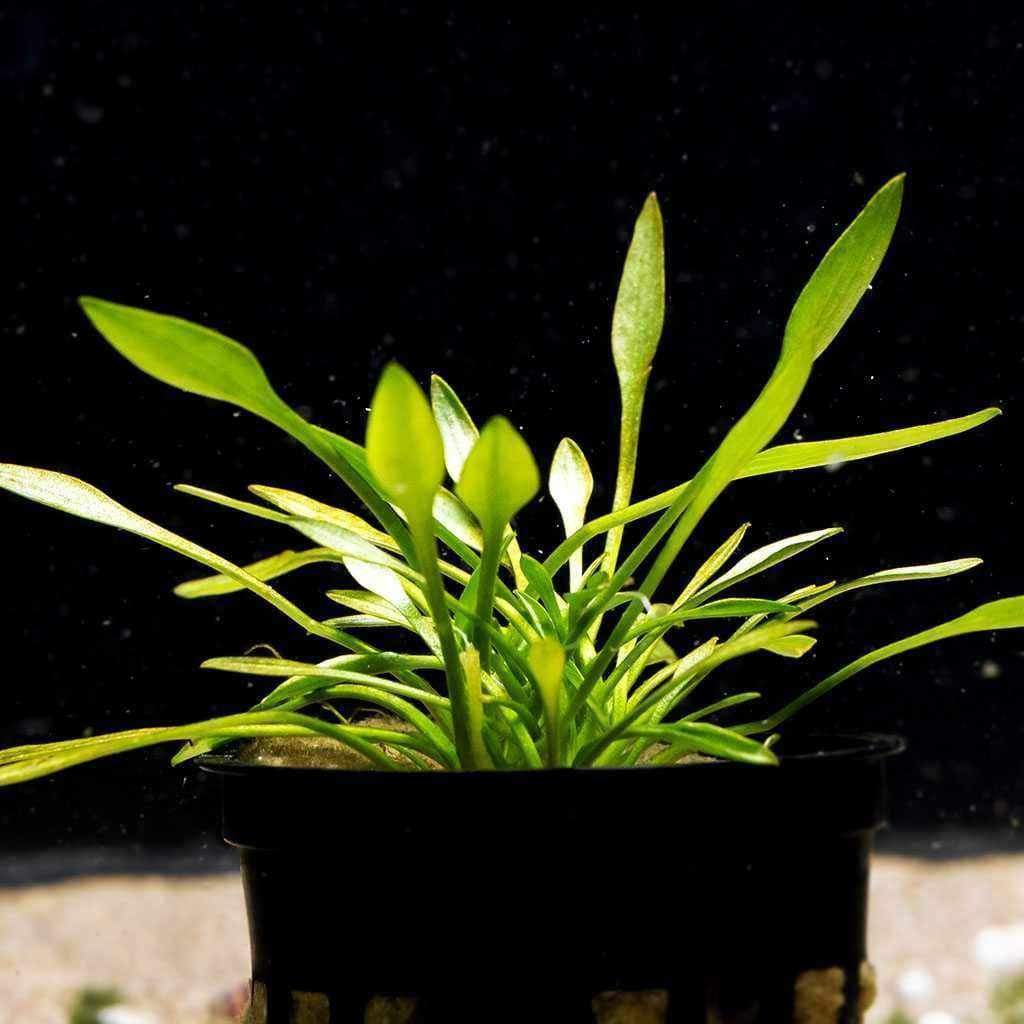 How to Choose Aquarium Plants