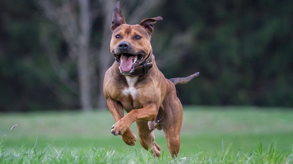 18 banned dogs affected by breed-specific legislation