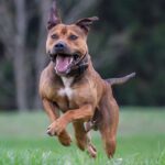 18 banned dogs affected by breed-specific legislation