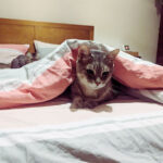 Is It Okay if My Cat Sleeps With Me?