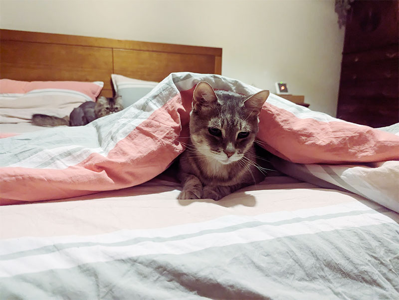Is It Okay if My Cat Sleeps With Me?