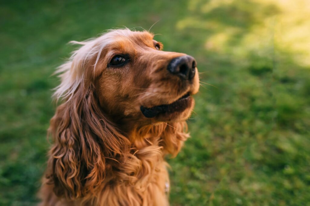 10 Common Cocker Spaniel Health Problems: What Every Owner Should Know Before Issues Start