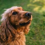 10 Common Cocker Spaniel Health Problems: What Every Owner Should Know Before Issues Start