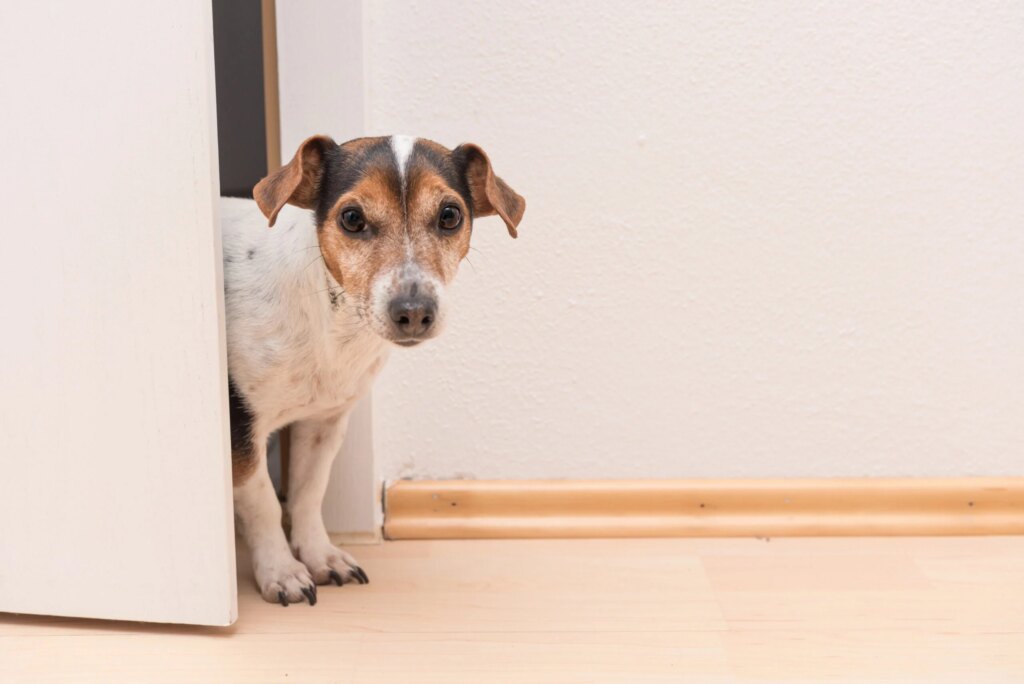Why Does My Dog Check On Me? The Sweet Reason They Keep Making Sure You’re Still There