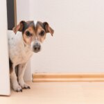 Why Does My Dog Check On Me? The Sweet Reason They Keep Making Sure You’re Still There