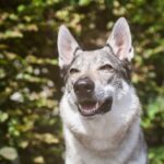 14 Dog Breeds That Look Like Wolves (With Info & Pictures) — Dogster