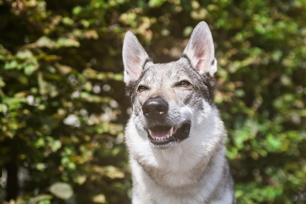 14 Dog Breeds That Look Like Wolves (With Info & Pictures) — Dogster
