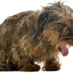 Why is My Dog Dry Heaving and How to Stop It