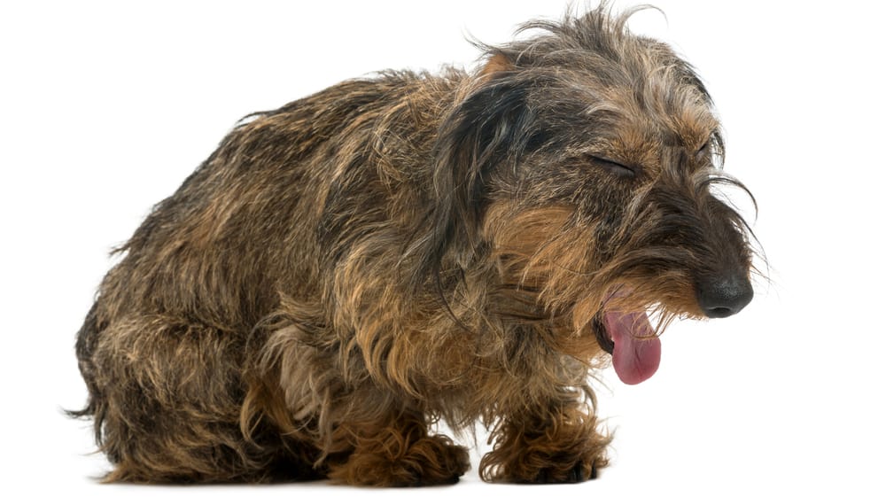 Why is My Dog Dry Heaving and How to Stop It