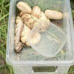 $5,000 Reward For Info Leading To Arrest And Conviction of Person Who Abandoned Ball Python Snakes