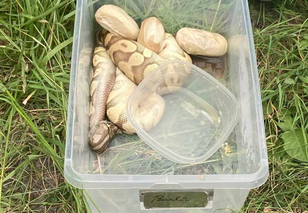 $5,000 Reward For Info Leading To Arrest And Conviction of Person Who Abandoned Ball Python Snakes