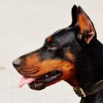What About Dominance In Dogs? Why Journey Dog Training Ignores Pack Theory