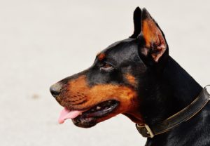 What About Dominance In Dogs? Why Journey Dog Training Ignores Pack Theory