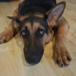 Why We Punish Our Dogs: A Scientific Training Assessment