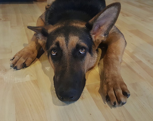 Why We Punish Our Dogs: A Scientific Training Assessment