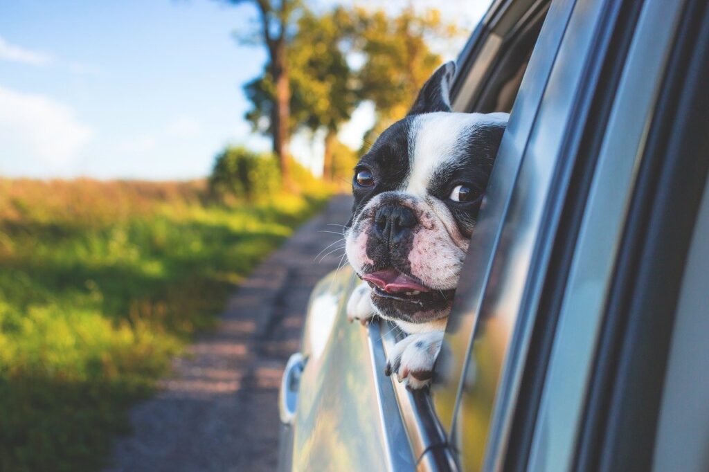 What to Expect When Crossing the U.S. Border with Pets
