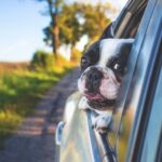 What to Expect When Crossing the U.S. Border with Pets