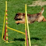Reward-Based Training vs. Punishment: Which is Better?