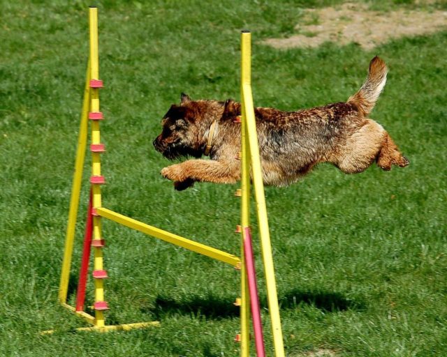 Reward-Based Training vs. Punishment: Which is Better?