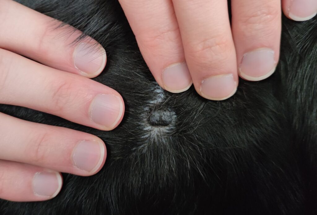 We Found a Black Mole On Our Dog – What We Did