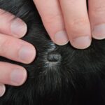 We Found a Black Mole On Our Dog – What We Did