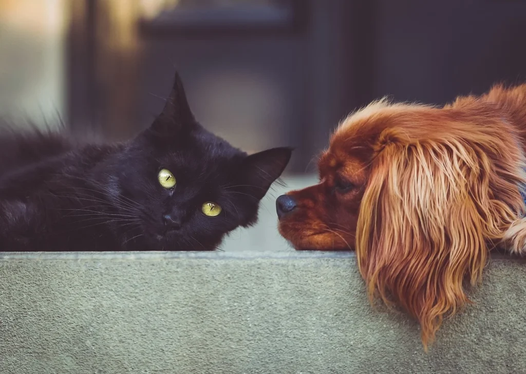Dog People vs Cat People: The Surprisingly Real Personality Divide