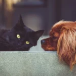 Dog People vs Cat People: The Surprisingly Real Personality Divide