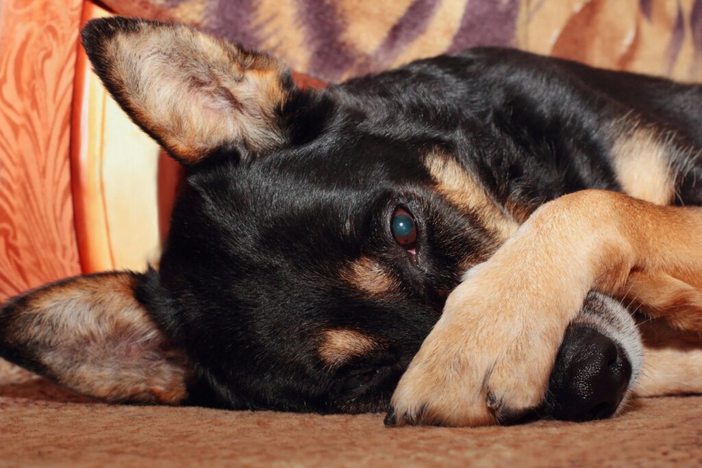Why Do Dogs Cover Their Face? The Truth Behind The “Dog Facepalm”