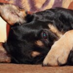 Why Do Dogs Cover Their Face? The Truth Behind The “Dog Facepalm”