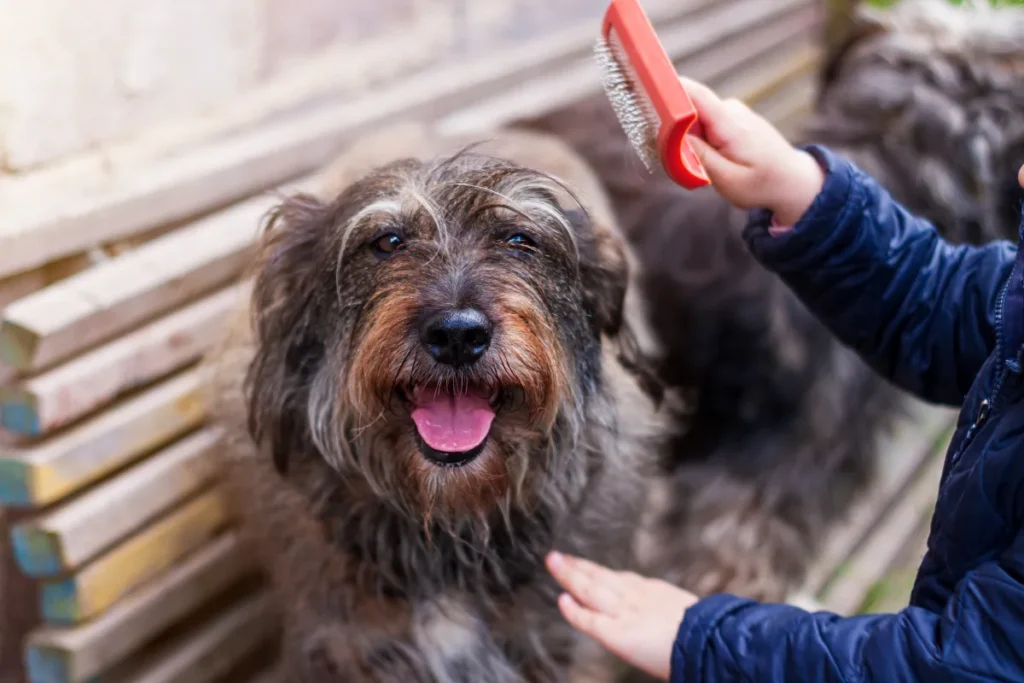 How to Detangle Dog Hair: Effective Tools and Homemade Remedies