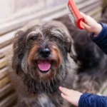 How to Detangle Dog Hair: Effective Tools and Homemade Remedies