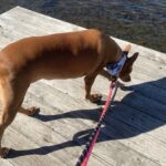 Best Dog-Friendly Stops to Add to a Road Trip