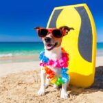 Popular Hawaiian Dog Names: Say Aloha to Your Dog’s New Name