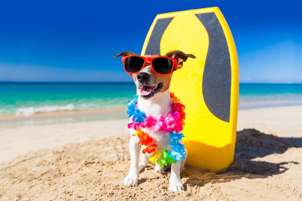 Popular Hawaiian Dog Names: Say Aloha to Your Dog’s New Name