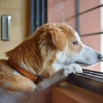Why does my dog all of a sudden not want to go outside? Here’s What to Expect – KeepingDog