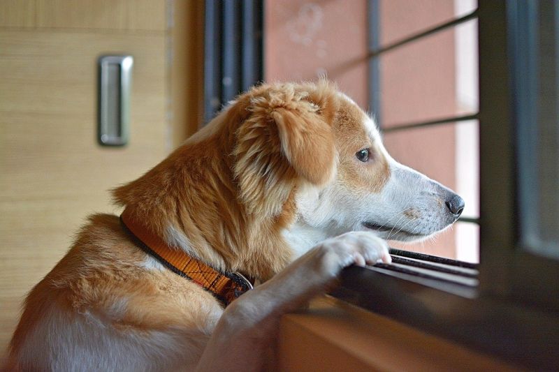 Why does my dog all of a sudden not want to go outside? Here’s What to Expect – KeepingDog