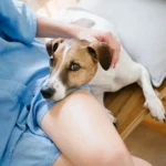 When Your Dog Rests Their Head On You, Here’s What They’re Really Saying
