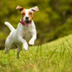 How to prevent a dog from chasing animals