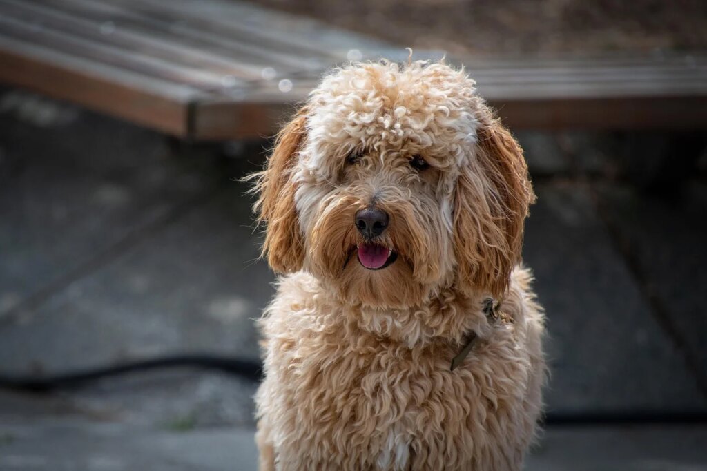 Is Your Doodle At Risk? 10 Common Labradoodle Health Issues