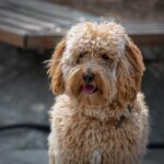 Is Your Doodle At Risk? 10 Common Labradoodle Health Issues