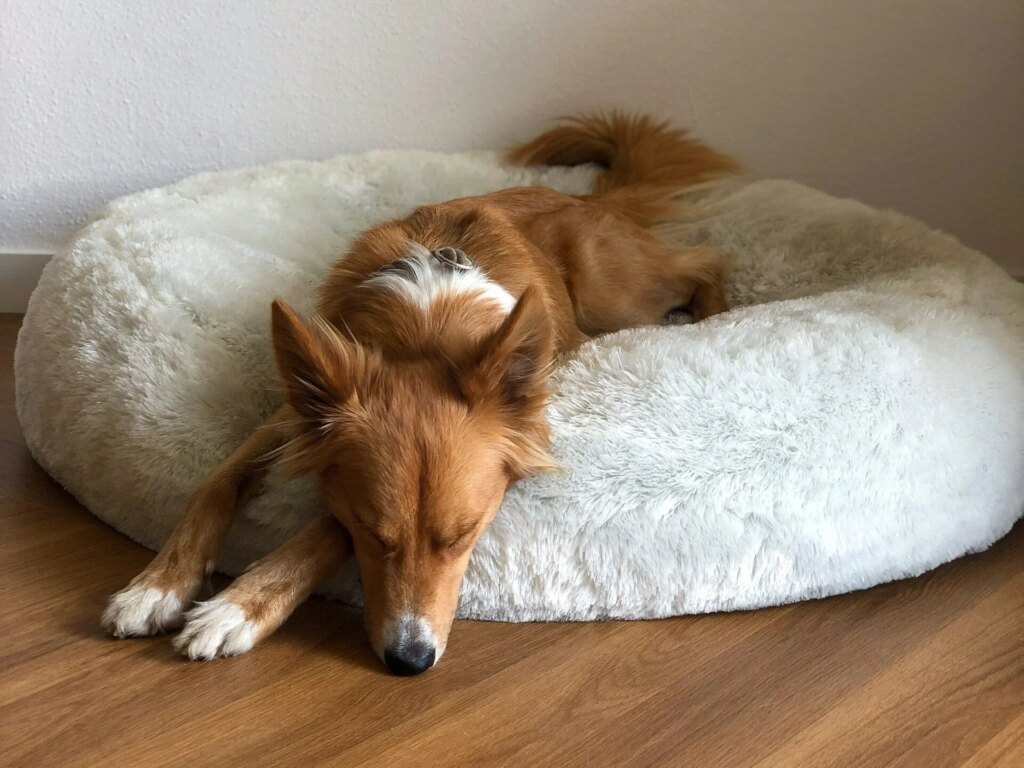 Dogs That Can Be Left Alone: 20 Breeds That Handle It Better