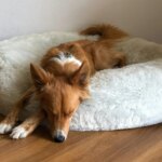 Dogs That Can Be Left Alone: 20 Breeds That Handle It Better