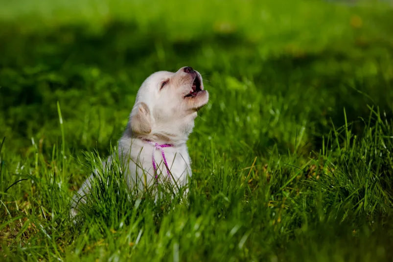 Why does my dog make grunting noises when I pet him? A Comprehensive Guide – KeepingDog