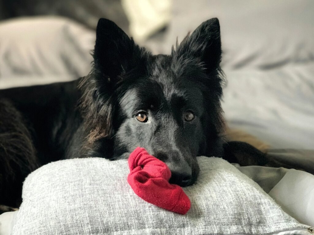 8 Everyday Household Items That Can Lead To A $3,000 Vet Bill